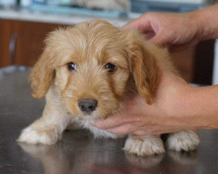 Nicky (female)